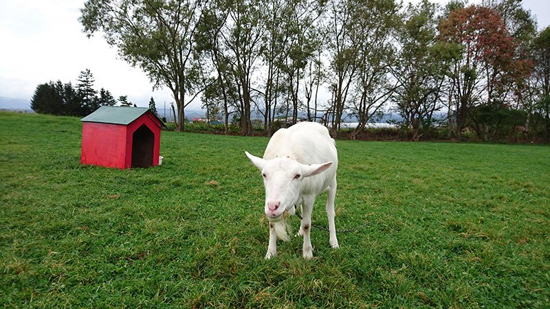 洞爺湖兩天一夜 Lake Hill Farm牧場